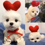 Cute Fruit Dog Hoodie for Small Pets - Image 2