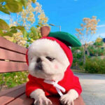 Cute Fruit Dog Hoodie for Small Pets - Image 8