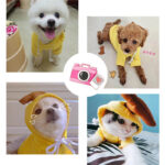 Cute Fruit Dog Hoodie for Small Pets - Image 6